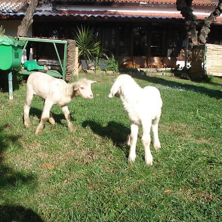 Agriturismo La Vecchia Dolceacqua Villa Dış mekan fotoğraf